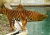 Tiger Shark