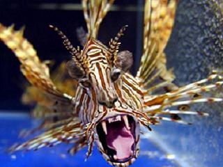 Lion Fish