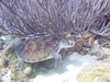 Labor Day 2007 Dive..Sea Turtle