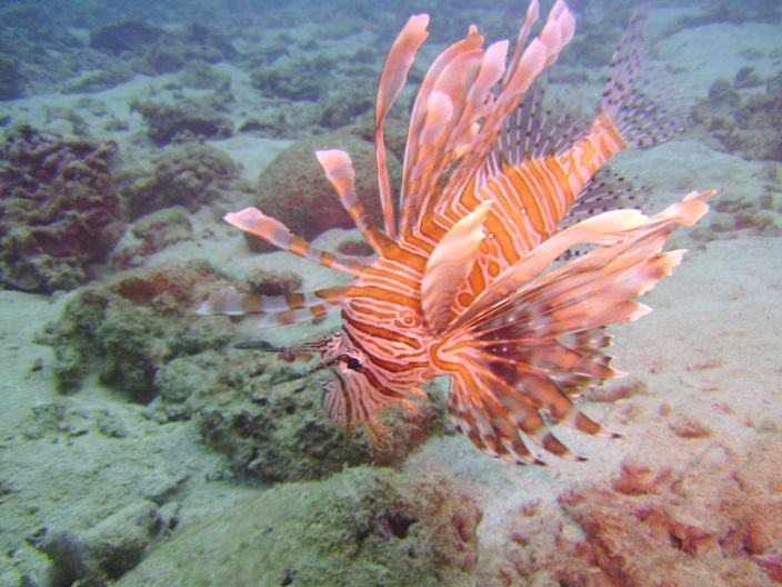 Thanksgiving Day Dive 2007 Sunabe Seawall