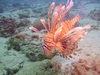 Thanksgiving Day Dive 2007 Sunabe Seawall