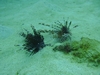 Thanksgiving Day Dive 2007 Sunabe Seawall Okinawa Japan