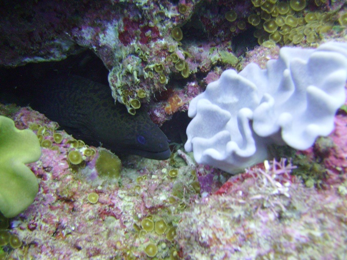 Thanksgiving Day Dive Sunabe Seawall Okinawa Japan