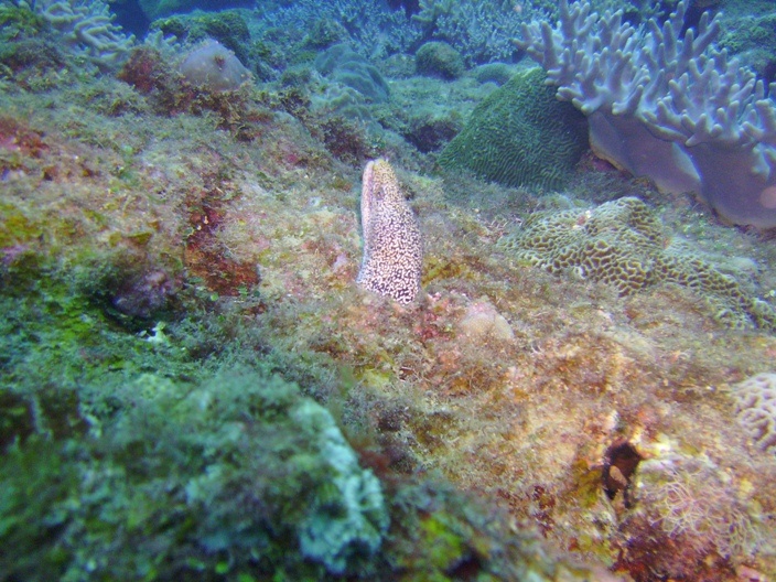 Dragon Moray 18NOV07 Sunabe Seawall Okinawa Japan