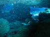 Cavern Dive