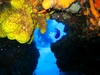 The beautiful Cozumel Reef