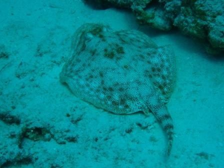 Cozumel Diving