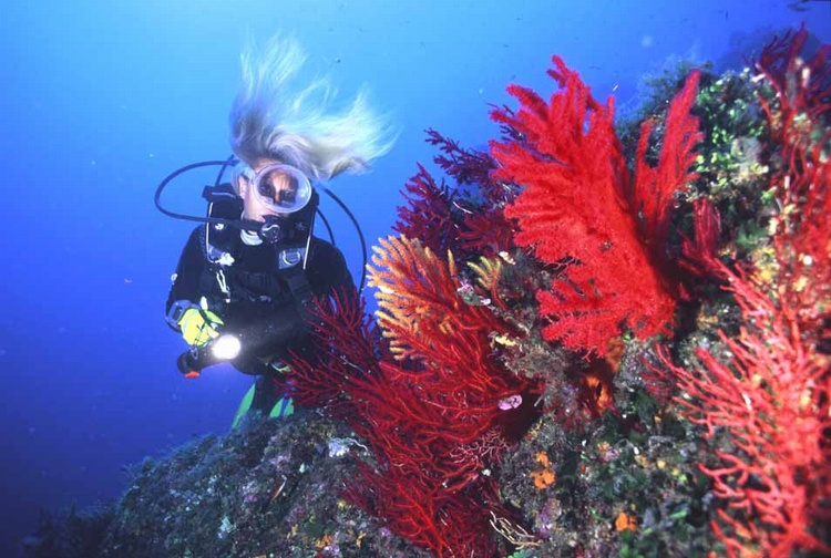 gorgonia-argentario-divers
