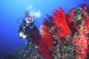 gorgonia-argentario-divers