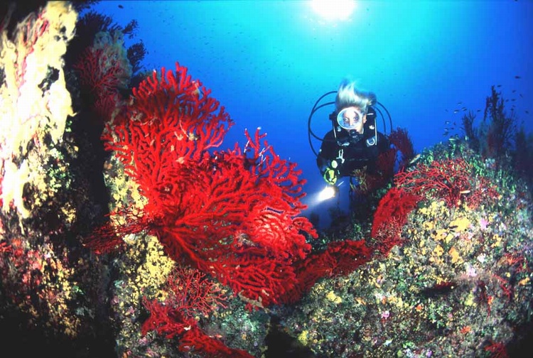 argentario-gorgonia