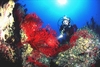 argentario-gorgonia