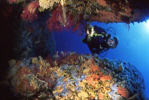 giglio-dive-argentario