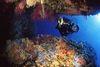 giglio-dive-argentario