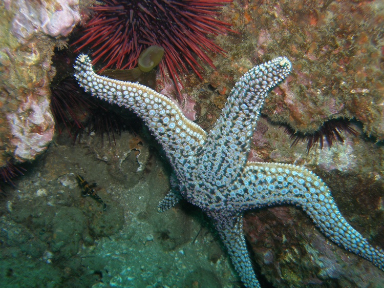 So many starfish