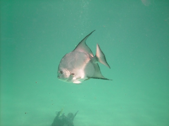Spade Fish at the Jetty`s in Panama City, FL