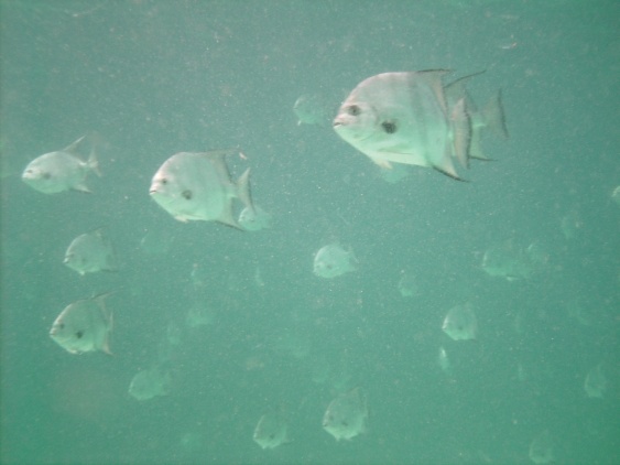 School of Spade Fish at the Jetty`s in Panama City, FL