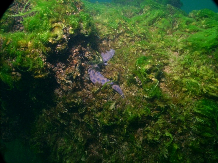 Purple creature of Lake Michigan