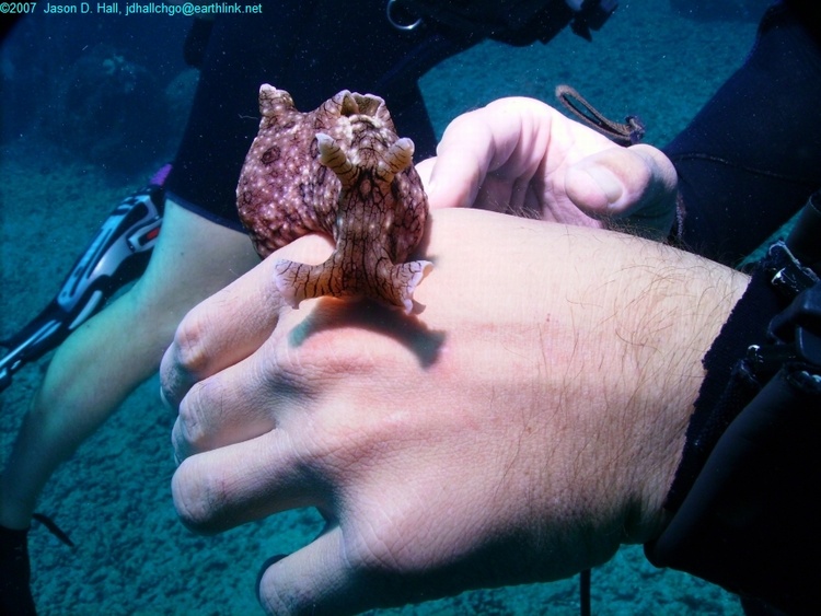 Sea Hare