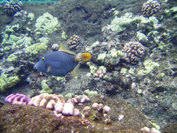 State Fish of HI, (I think)