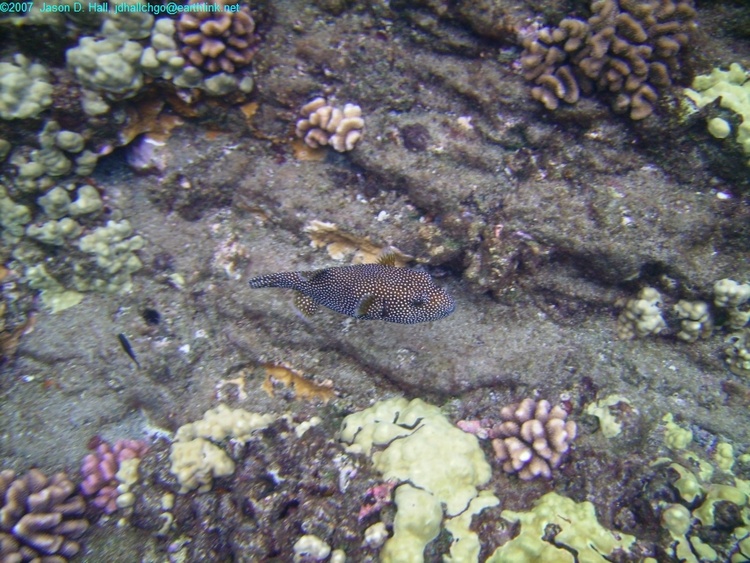 Cute little white spotted boxfish