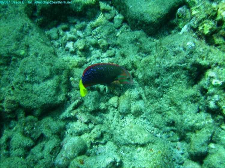 Rainbow Wrasse