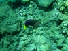 Rainbow Wrasse