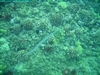 Silver Trumpetfish