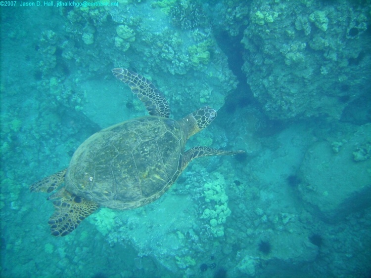 The Mighty Honu