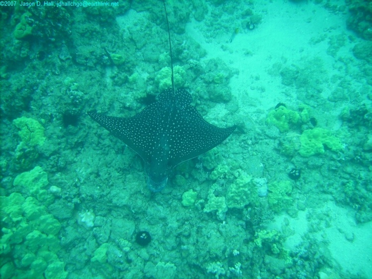 Spotted Eagle Ray