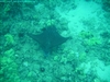 Spotted Eagle Ray - jdhallchgo