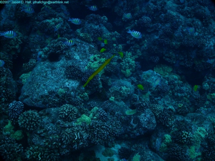 Yellow Trumpetfish