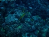 Yellow Trumpetfish - jdhallchgo