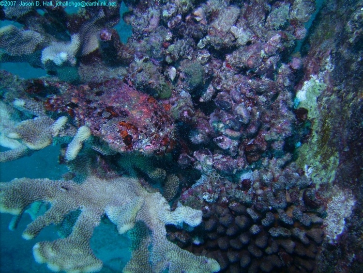 Frogfish.....turn your head to the left and look at him sideways