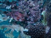 Frogfish.....turn your head to the left and look at him sideways - jdhallchgo