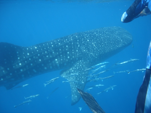 Whaleshark in Seychelles