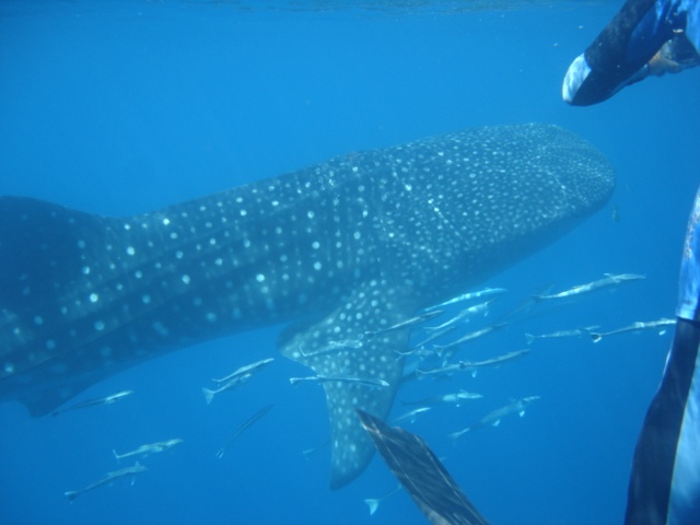 Whaleshark in Seychelles