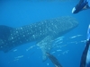 Whaleshark in Seychelles