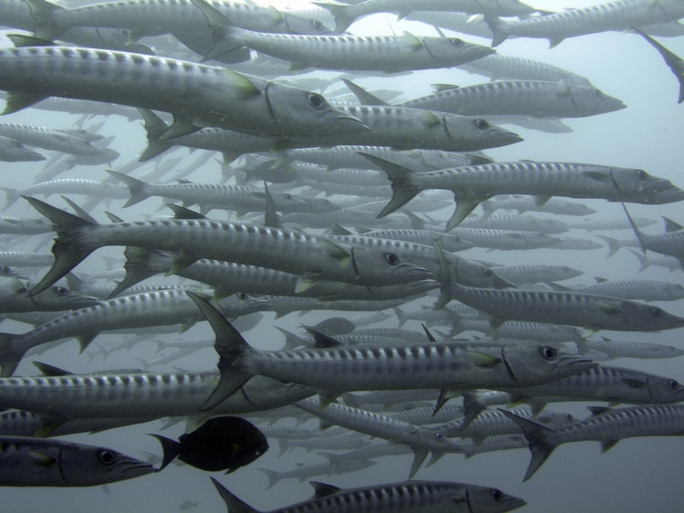 Barracudas