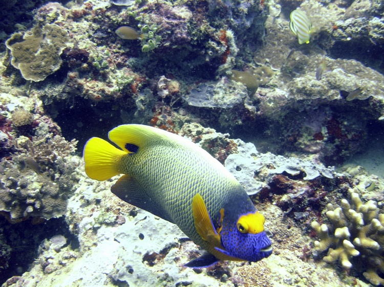 Fish