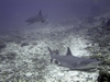 Sharks in Sipadan