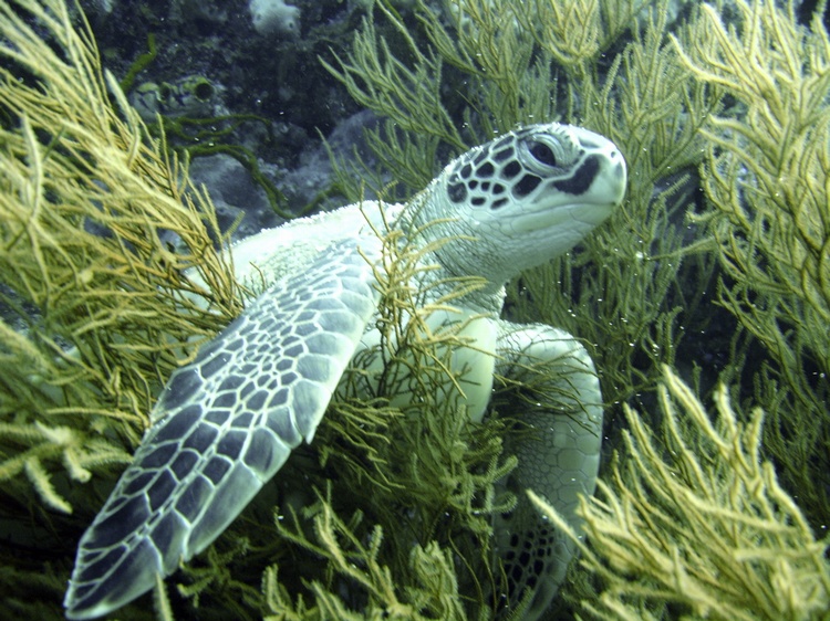 Turtle-Malaysia