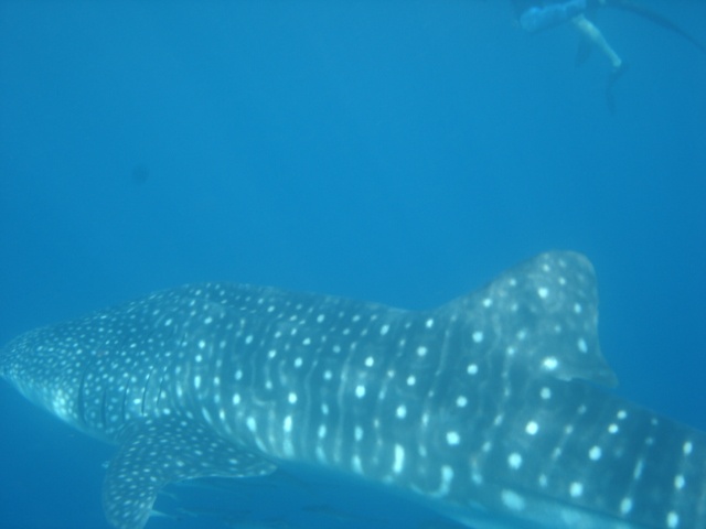 Whaleshark 2