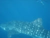 Whaleshark 2