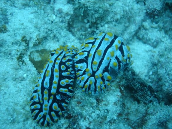 I love nudibranchs