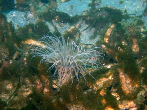 La Jolla Anemone