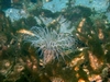 La Jolla Anemone