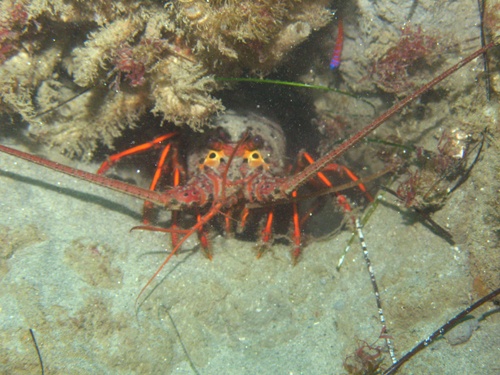 La Jolla Lobster