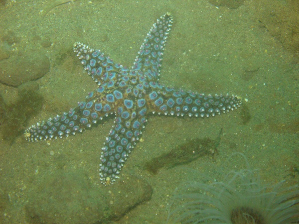 La Jolla Star