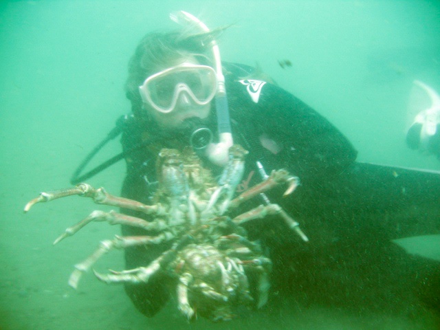 Crazy Crabs Laguna Shaw`s Cove