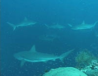 Reef Shark, Blue Hole, Belieze